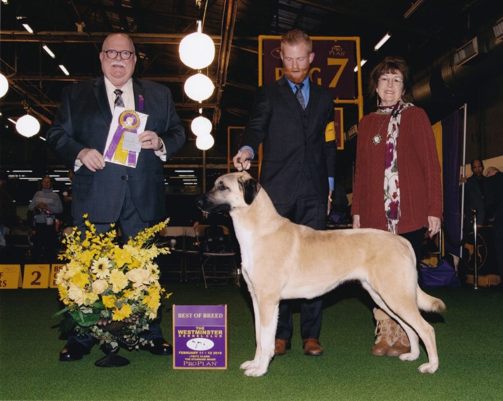 Judge Douglas Holloway, Jr awards Tallulah Best of Breed at the Westminster Kennel Club Dog Show in New York City in February. Handler Stuart McGraw stands alongside breeder/owner Lesley Brabyn. Photo by Fritz Clark.
