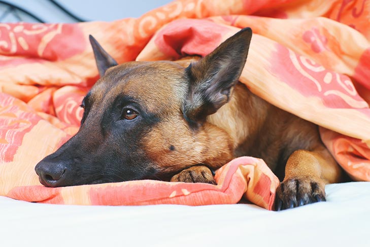 Belgian Malinois lying on owner's bed under the blanket.