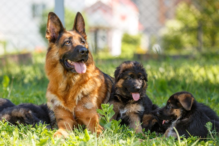 German Shepherd Dog Facts - American Kennel Club