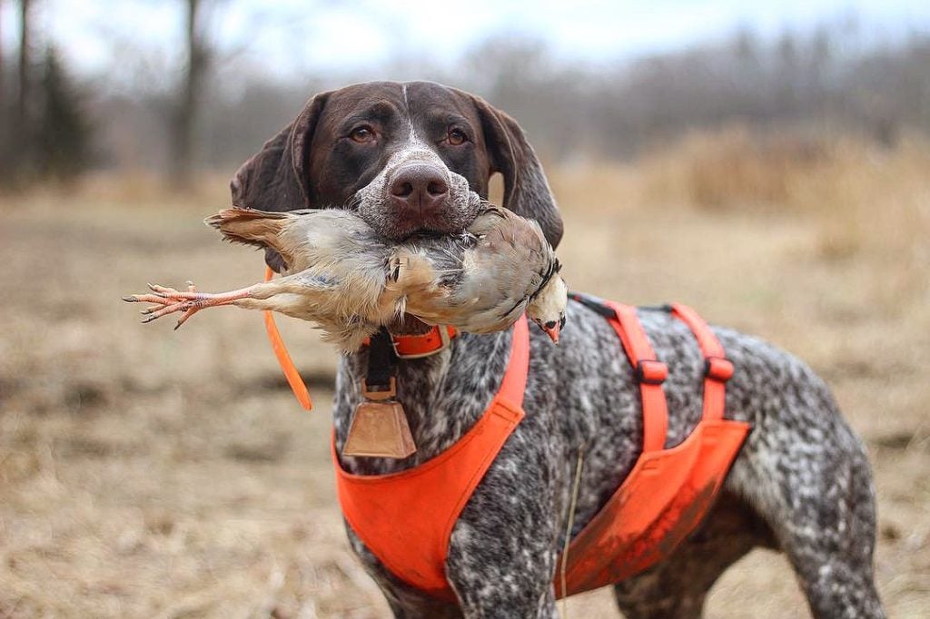 German Shorthaired Pointer with a game bird in its mouth
