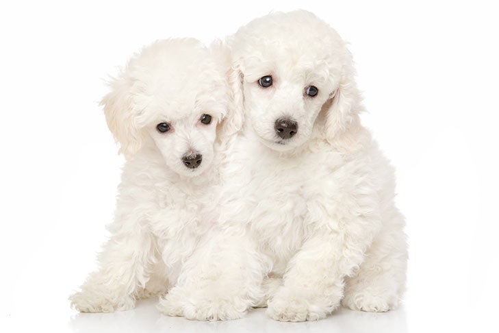 Teacup Toy Poodle Dog Breed Information, Characteristics & Facts