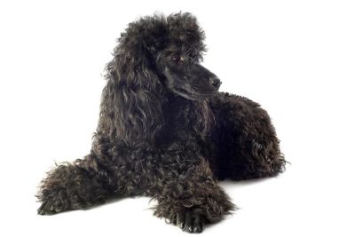 Miniature Poodle laying in three-quarter view on a white background.