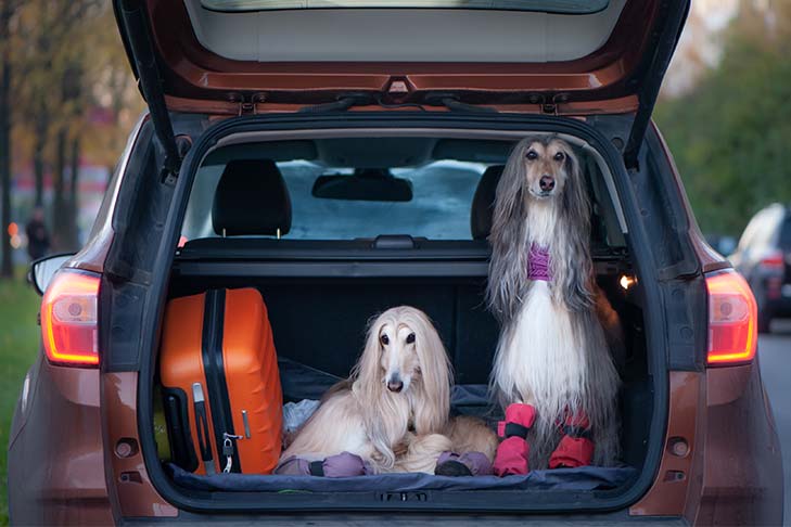 Two Afghan Hounds sitting in the back of a car with an open hatchback next to luggage.