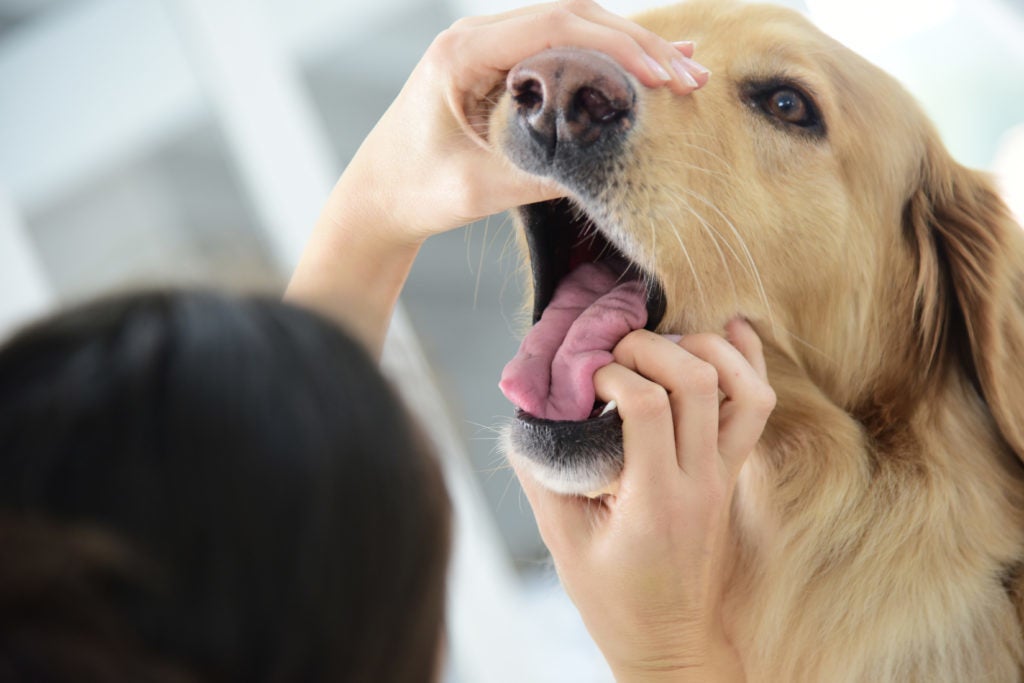 is peroxide safe for dogs to ingest