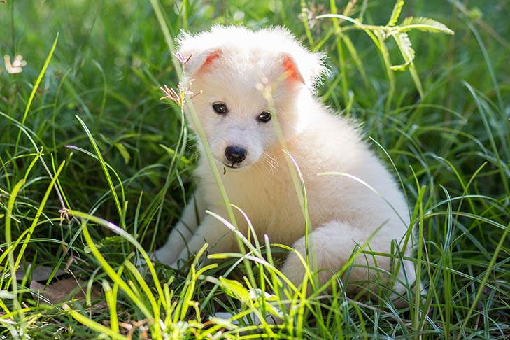 Japanese Spitz puppy sitting in tall green grasses outdoors in the sunshine.