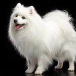 Alaskan Klee Kai: Dog breed info, photos, common names, and more — Embarkvet
