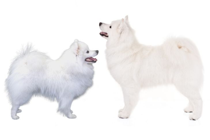 American Eskimo Dog vs. Samoyed: How to Tell the Difference