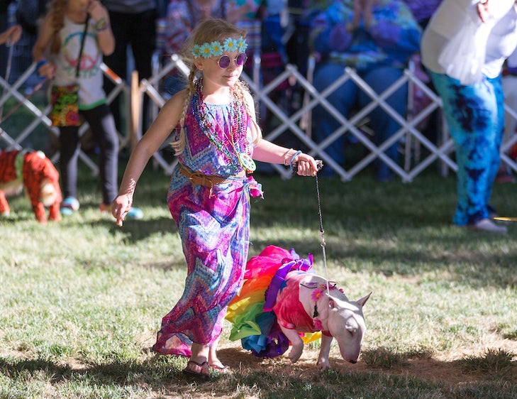 How to Watch Woofstock Dog Show 2019 American Kennel Club