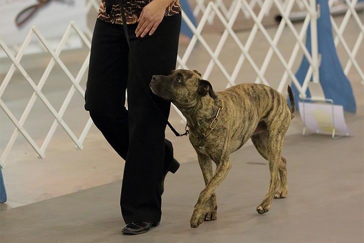 Canine Partners mixed breed participating in the 2013 Rally National Championship, Tulsa, OK dog sport