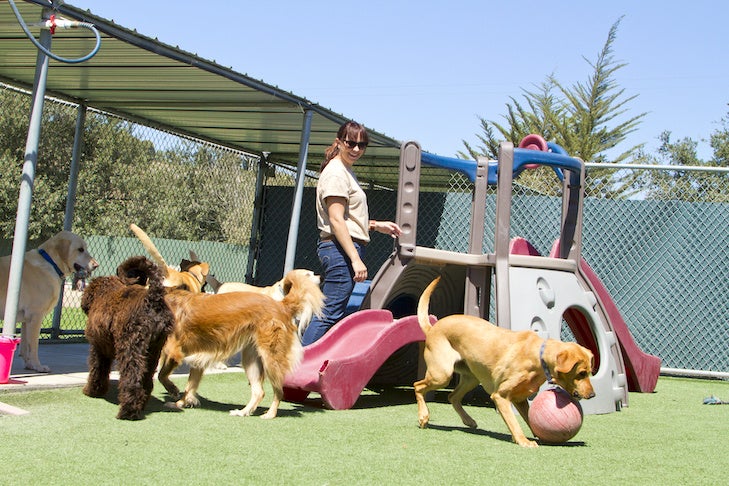 How to Choose the Best Puppy Daycare  