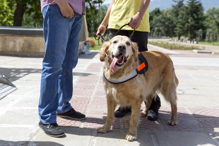 Service, Working,Therapy, Emotional Support Dogs: Which Is Which?