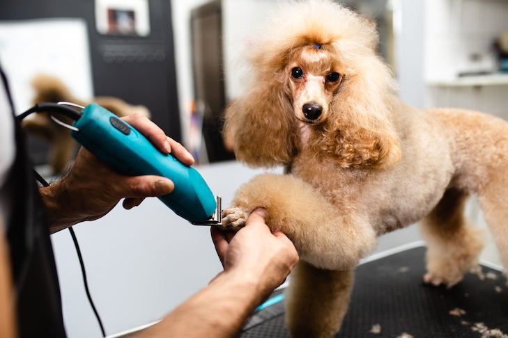Poodle getting its nails trimmer at the grooming salon.