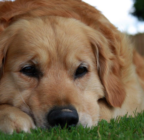 Do Dogs Grieve Other Dogs? – American Kennel Club
