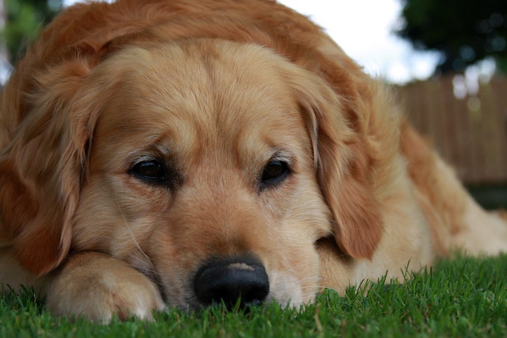 Sad Golden Retriever laying in the grass.