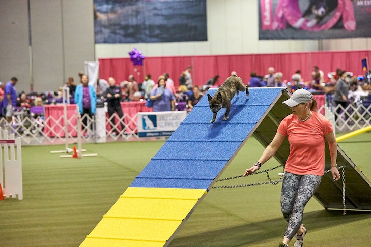 How do dog agility competitions work?