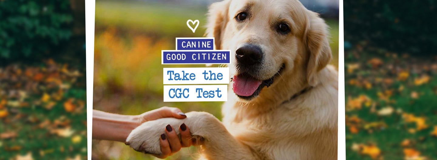 where to get canine good citizen training