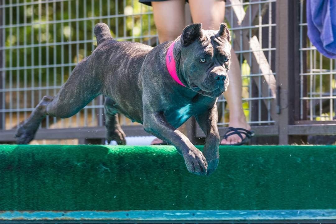 Cane Corso Facts: 10 Things to Know About This Large, Protective Breed