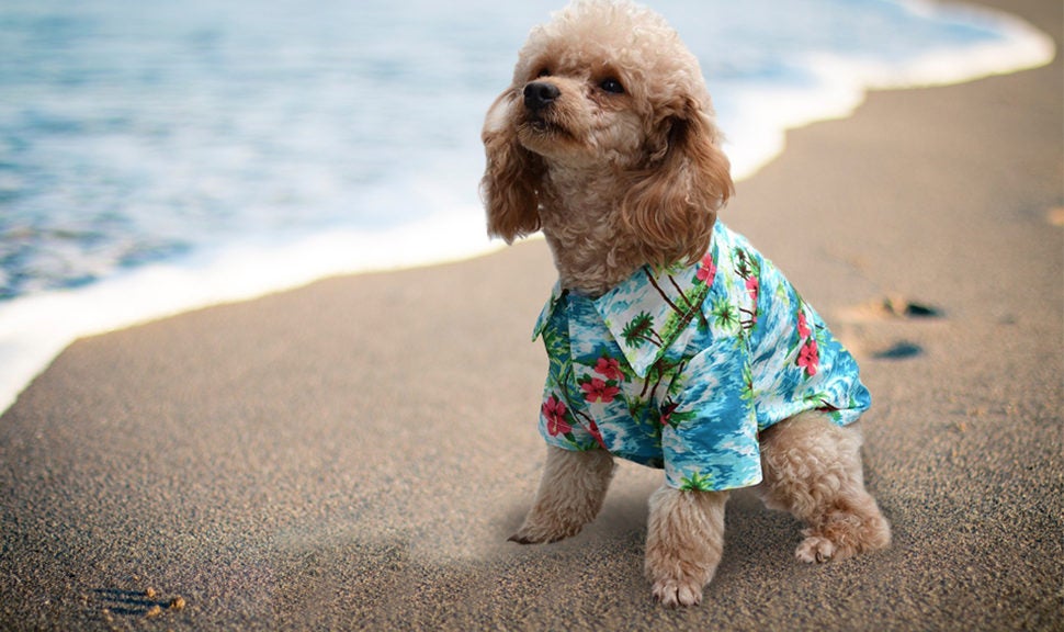 3 Pieces Pet Dog Hawaiian Costume Include Hawaiian Dog T-Shirts Pineapple Print Puppy Summer Clothes Small, Wine Red Straw Hat and Cool Gold Chain Necklace for Small Medium Dogs 