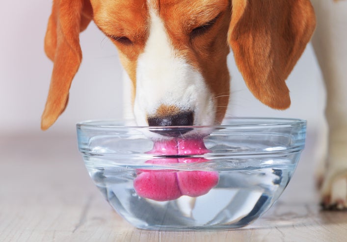 What does dog water mean