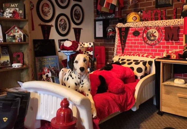 https://www.akc.org/wp-content/uploads/2019/09/2019-ACE-winner-Molly-the-Dalmatian-4.png