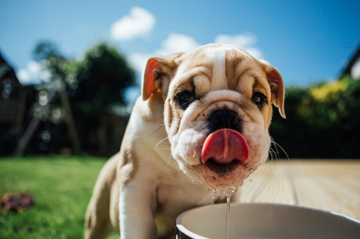 How Harmful Is Alcohol To Dogs? What To Do if Your Dog Drinks Alcohol