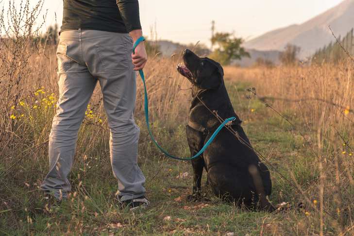Black Labrador retriever on leash sitting in a field looking up at owner.