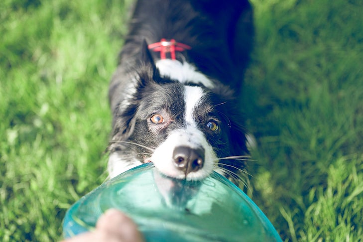 7 Ways to Celebrate Responsible Dog Ownership Month