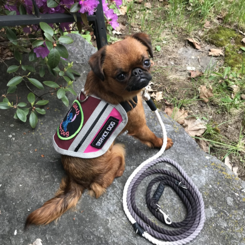 The Simone, Luxury Dog Harness
