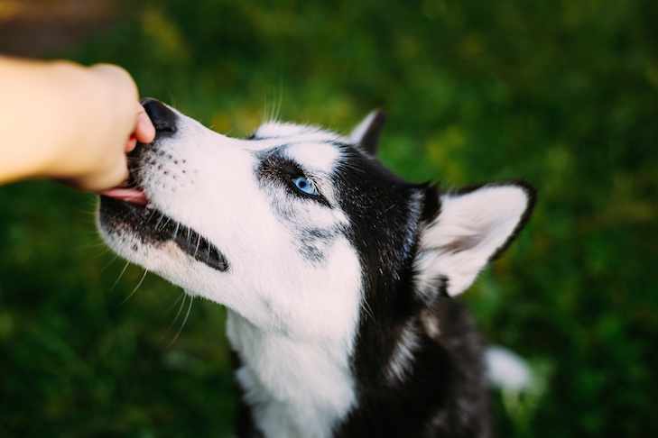 Siberian Husky gently taking a treat from a hand.
