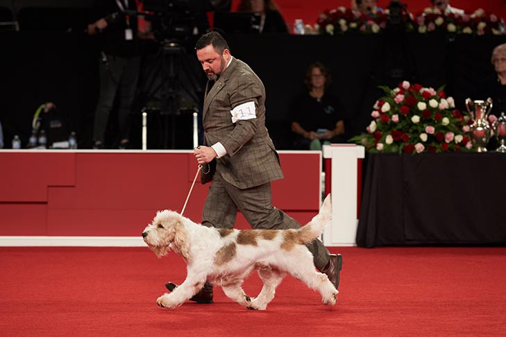 The Grand Basset Griffon Vendeen moved from the Miscellaneous Class to full recognition and was able to compete in the 2018 AKC National Championship.