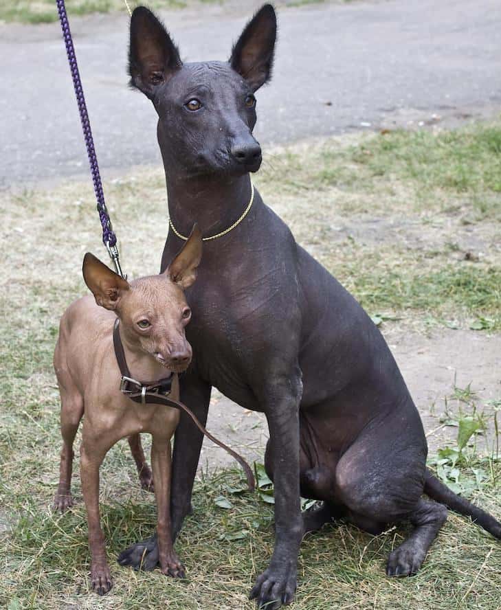 Xolo Breed Varieties: The Many Different Types of a Xoloitzcuintli