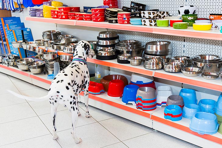 Dalmatian picking out a new bowl.