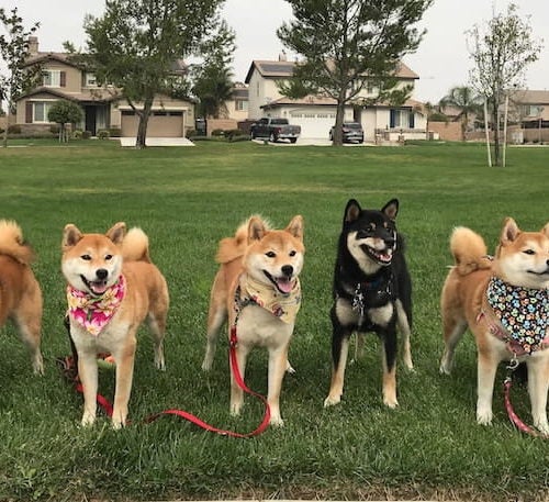 5 Shiba Inu Littermates And Their Sire Dominate Breed FastCAT Rankings