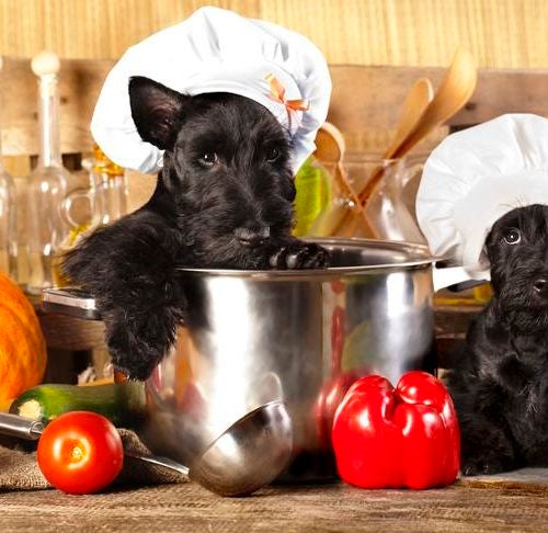 are home cooked meals good for dogs