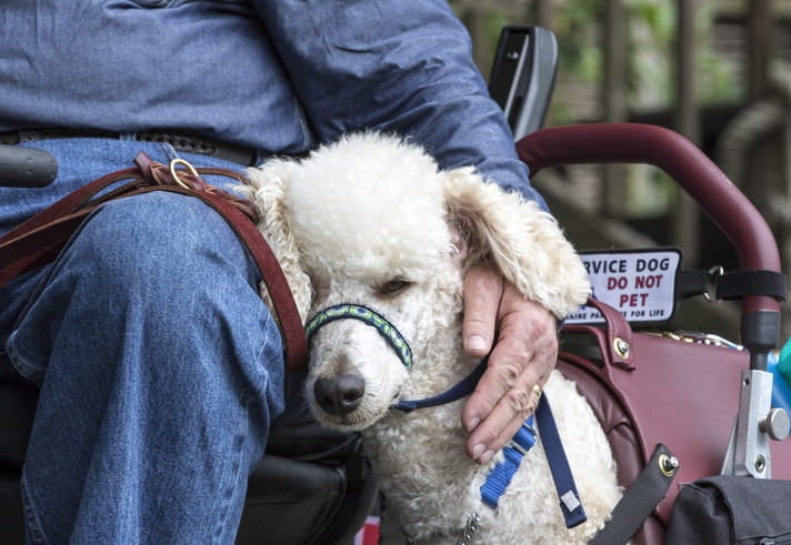 A Standard Poodle service dog gently rests its head on its owner.