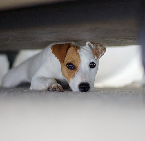 how do i stop my puppy from going under the couch