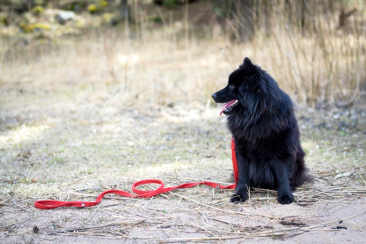 Swedish Lapphund sitting outdoors, a leash trailing from it.