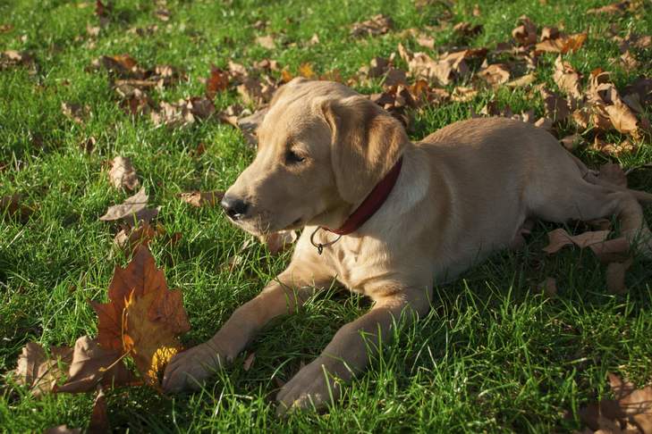 Does Your Dog Eat Leaves? Tips To Stop Dogs From Feasting On Foliage