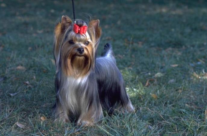 personlighed udvande Sjældent Yorkshire Terrier vs. Silky Terrier: How to Tell the Difference