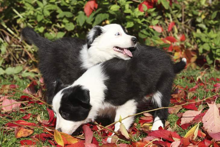border collie puppies leaves