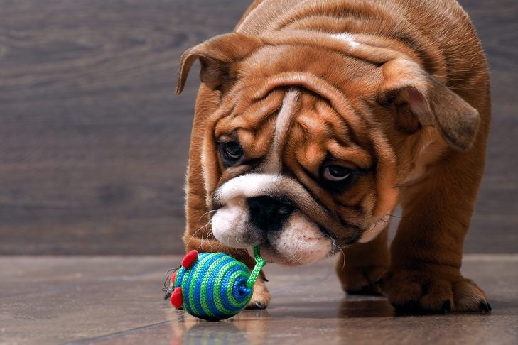 Bulldog guarding toy