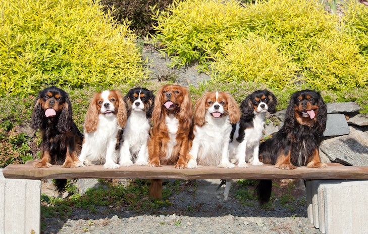 Group of Cavalier King Charles Spaniels sitting on a bench outdoors.