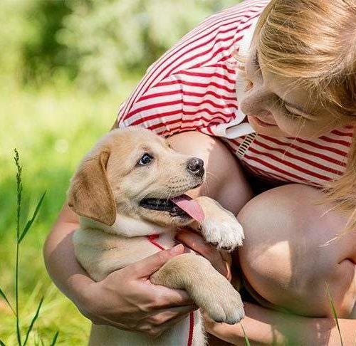 https://www.akc.org/wp-content/uploads/2019/10/lab-puppy-with-woman-smiling-tongue-out-500x486.jpg