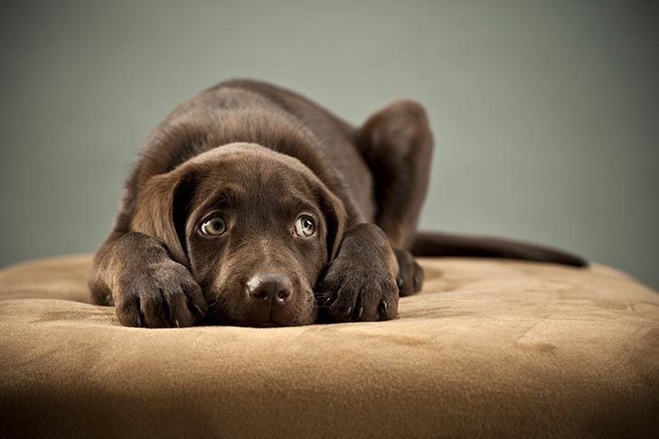 How To Tell If Your Dog Is Stressed: Body Language And Warning Signs