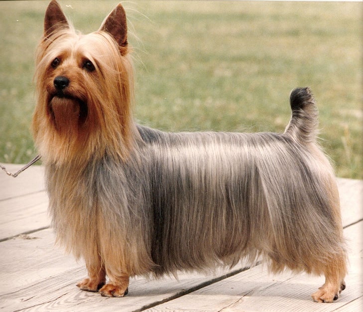 Yorkshire Terrier vs. Silky Terrier: How to Tell the Difference