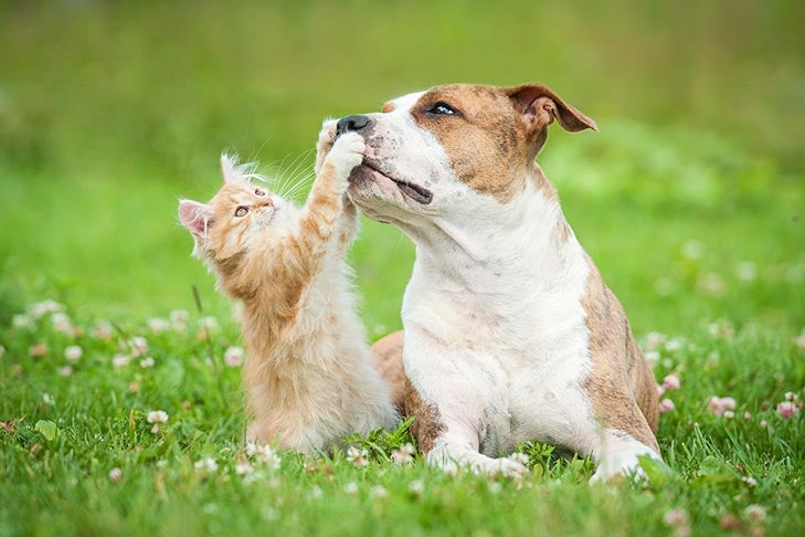 American Staffordshire Terrier lying outdoors next to a kitten that is playing with the dog's nose.