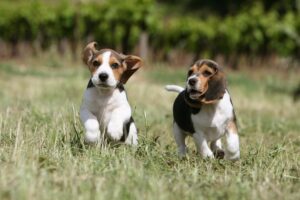 Beagle puppies running together in a field.