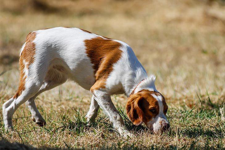 Why Does My Dog Sniff Everything? Making Sense of Scents & Noses