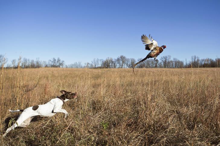 Hunting Breeds: The Best Dog Breeds For Hunting Quarry Of All Kinds