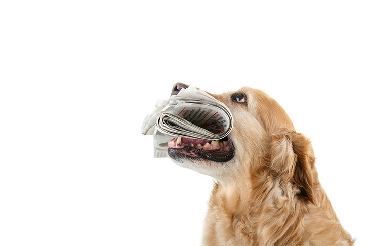 Golden Retriever holding a rolled newspaper in its mouth.